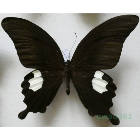 Papilio sataspes Felder & Felder, 1864 Indonesia, Sulawesi 109mm77